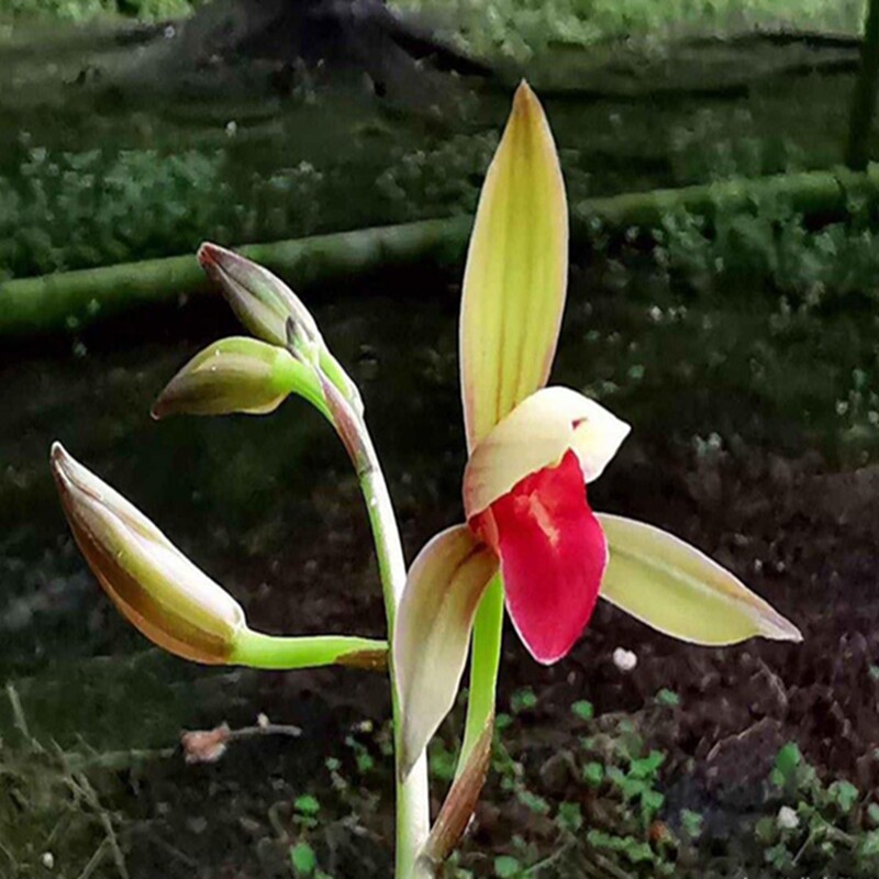 华辉兰苑实物兰花建兰精品漂亮色花-红日 (此盆2苗2大芽）壮子苗