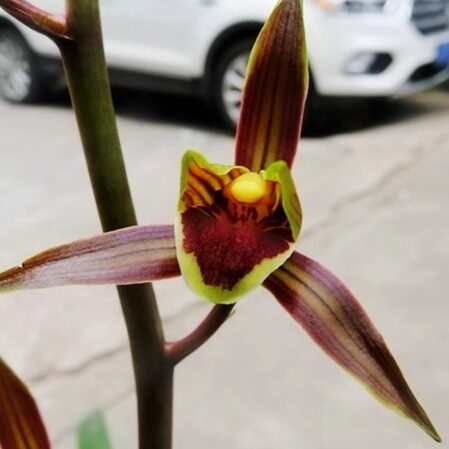 华辉兰苑实物兰花墨兰新精品色花-红舌好型花 (此盆2苗)引种好苗