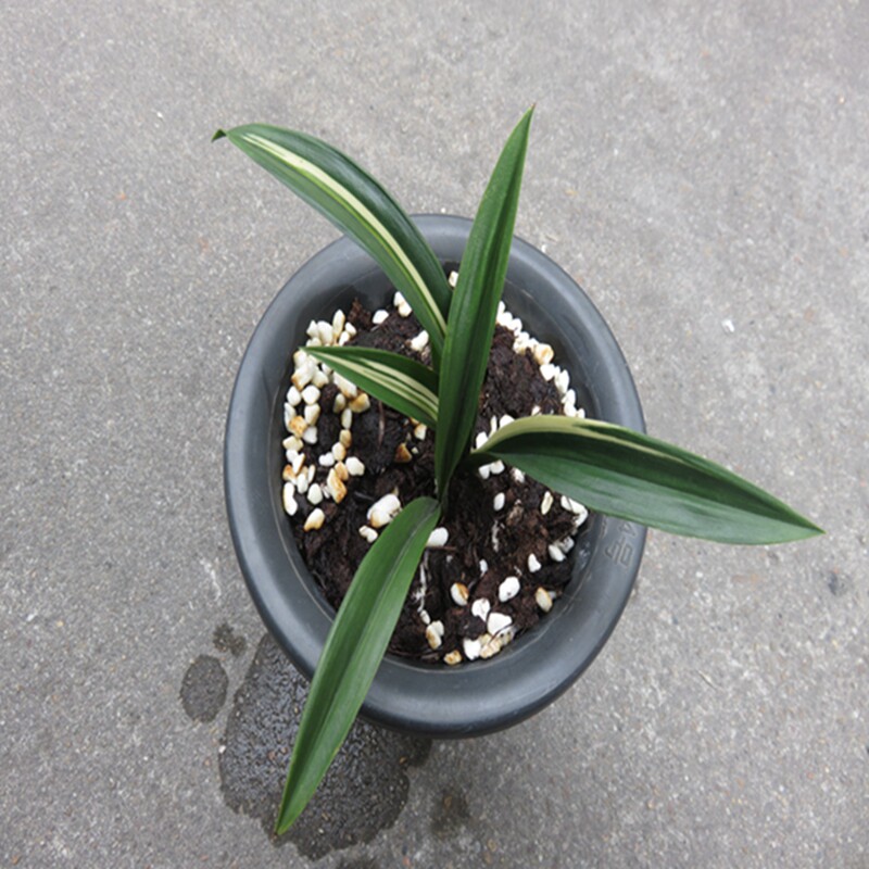 华辉兰苑实物兰花墨兰矮种-老种达摩进化雪白缟艺(此盆2苗1大芽）