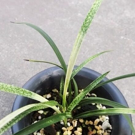 华辉兰苑实物兰花春兰铭品漂亮蛇皮斑艺 -吻仔鱼(此盆4苗)