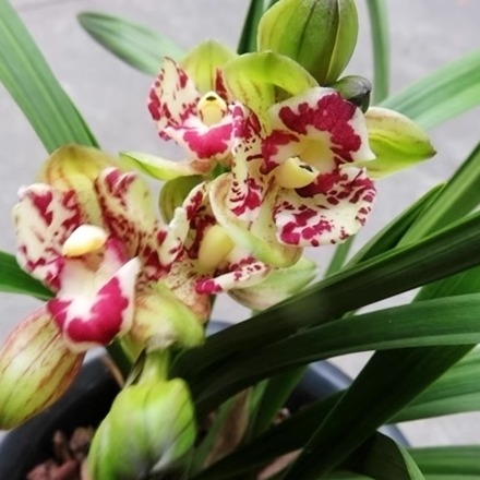 华辉兰苑实物兰花建兰新精品大花荷瓣奇花-荷三星 (此盆4头苗)