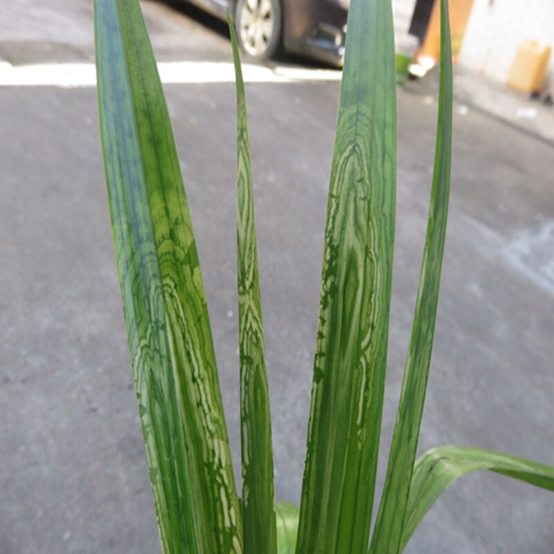 华辉兰苑实物兰花墨兰铭品山水画图画斑艺彩云山水（此盆3苗）