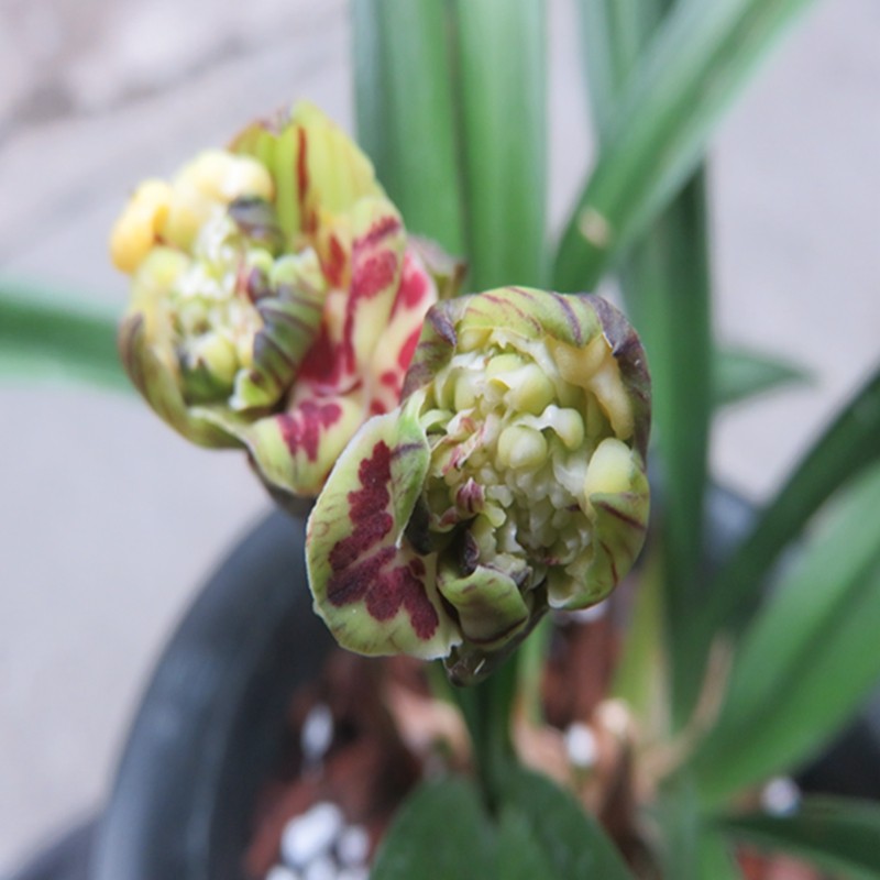 华辉兰苑实物兰花墨兰精品中矮种奇花-雄狮牡丹（此盆6苗）