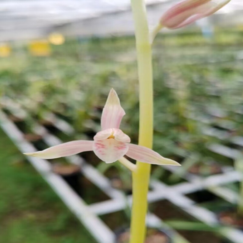 华辉兰苑实物兰花墨兰铭品花艺双全玉妃瑞玉艺（此盆1苗1芽）子苗