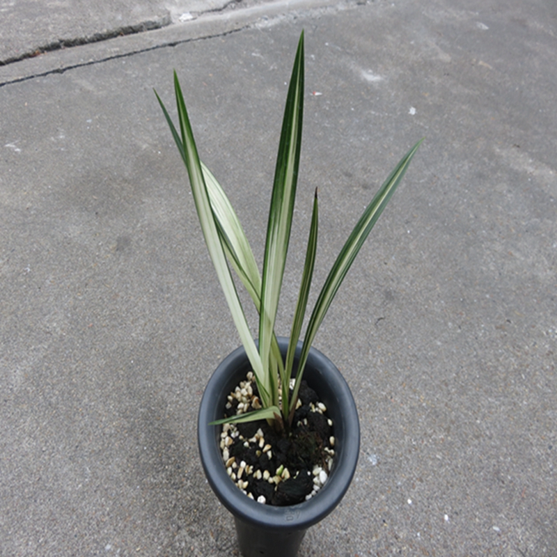 华辉兰苑实物兰花墨兰精品线艺雪白中透艺-黄金彩(此盆5头苗)