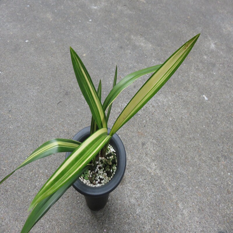 实物兰花墨兰花艺双全线艺荷瓣-金太阳突变大斑缟艺（此盆3苗）