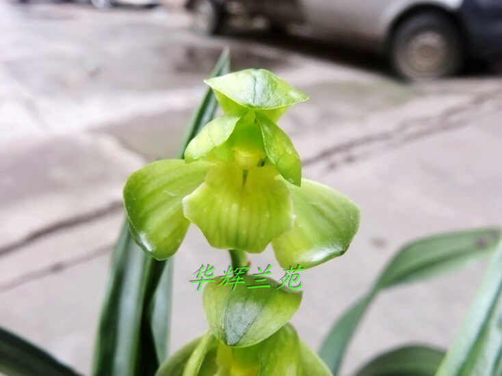 华辉兰苑实物兰花墨兰新精品荷瓣素花-矮种素荷(此盆2苗)子母苗
