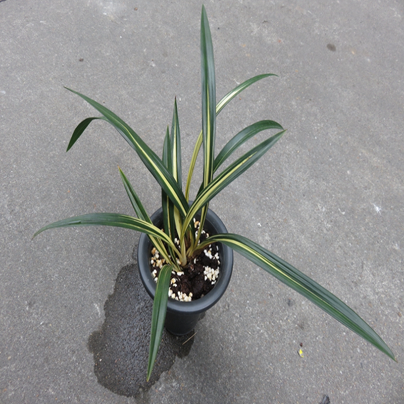 华辉兰苑实物兰花墨兰传统铭品线艺花上艺-黄金养老 (此盆4苗)