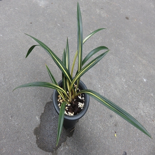 华辉兰苑实物兰花墨兰传统铭品线艺花上艺-黄金养老 （此盆4苗）