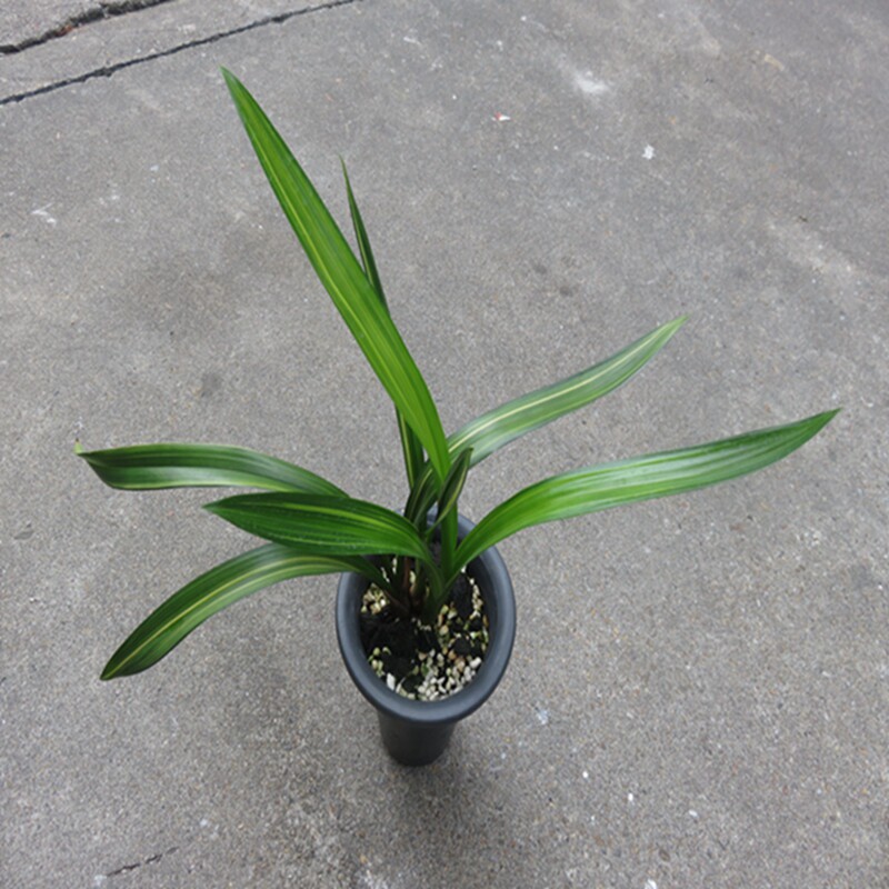 华辉兰苑实物兰花墨兰精品线艺荷瓣金太阳双色缟艺（此盆3苗）