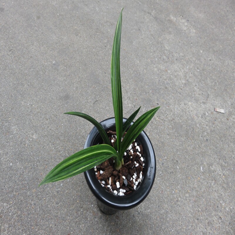 华辉兰苑花卉实物兰花墨兰老种达摩斑缟出先斑艺（此盆2苗1芽）