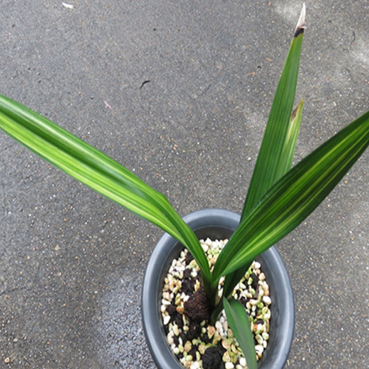 华辉兰苑实物兰花墨兰铭品线艺荷瓣金太阳双色缟艺（此盆2苗1芽）