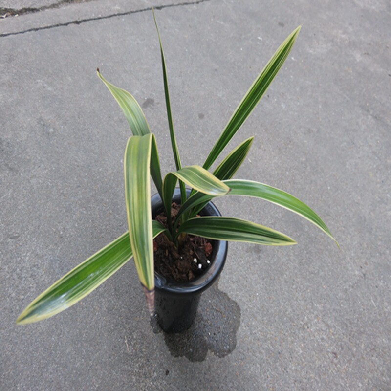 华辉兰苑实物兰花墨兰铭品线艺荷瓣-金太阳冠缟艺（此盆3头苗）