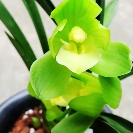 华辉兰苑实物兰花建兰新品漂亮素心大荷-圆满素荷（此盆4苗）壮苗