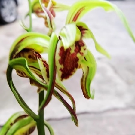 华辉兰苑花卉实物兰花寒兰传统铭品奇蝶花-寒兰华光蝶 (5苗)