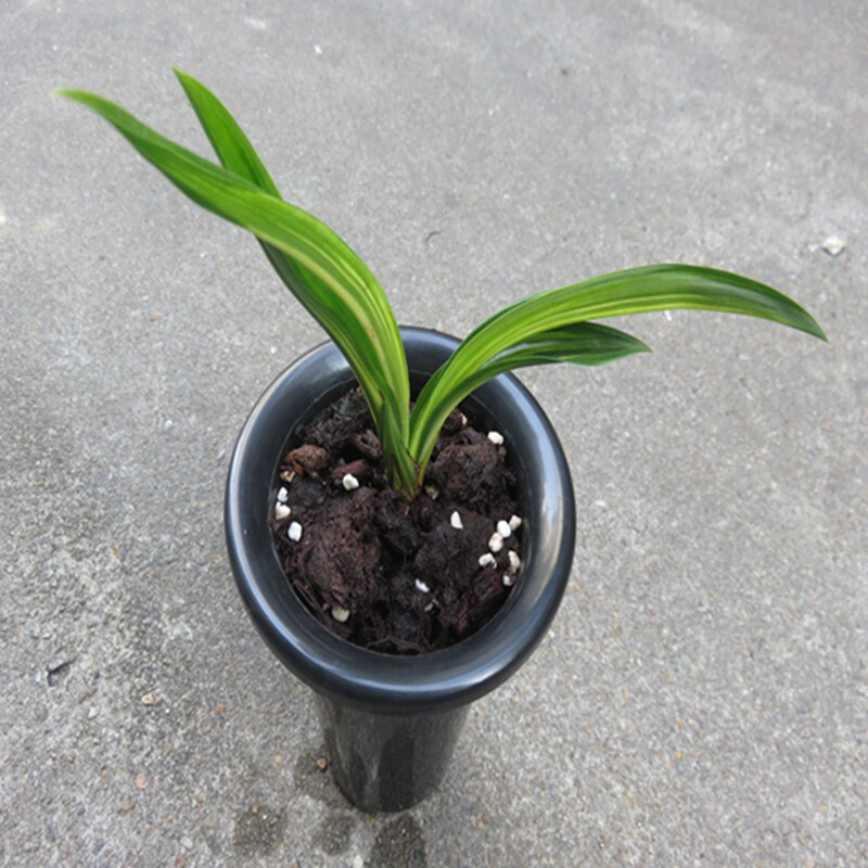 华辉兰苑实物兰花墨兰精品矮种老种达摩金玉满堂艺 (此盆1苗子苗