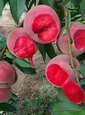 嫁接桃树苗血桃树苗水蜜桃