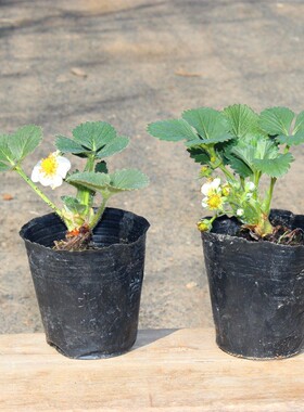 草莓苗种植四季盆栽植物阳台室内食用大棚红颜草莓苗爬藤奶油草莓