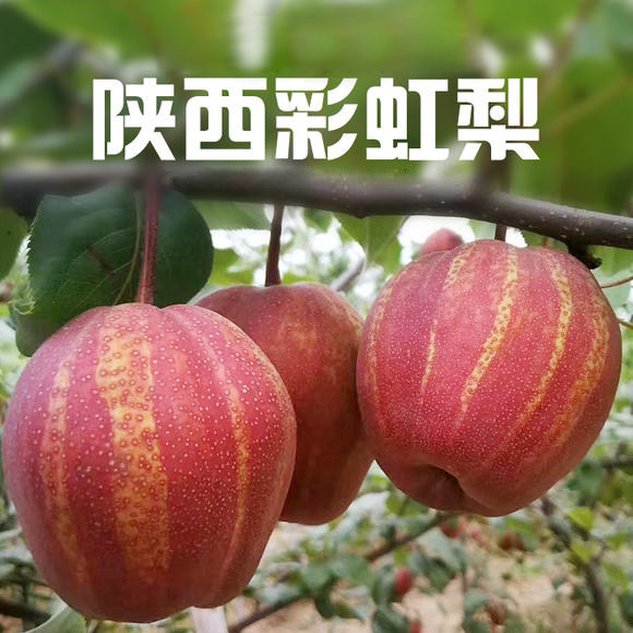 秋月梨树苖果树苖梨树树苖当年可结果苖晚秋秋月梨树苖嫁接