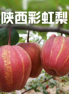 秋月梨树苖果树苖梨树树苖当年可结果苖晚秋秋月梨树苖嫁接