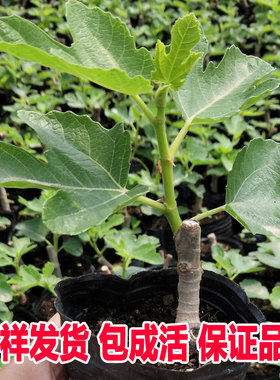 无花果苗树苗盆栽果树苗波姬红日本紫果巴劳耐当年结果紫色波尔多