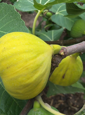 布兰瑞克无花果树果树苗当年结果盆栽带果特大南北方种植室内庭院