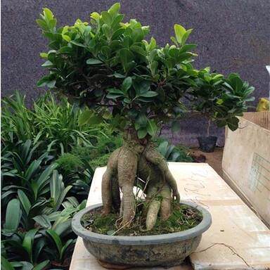 人参榕树盆景树桩造型客厅花卉植物室内四季常青绿植小叶榕树盆栽