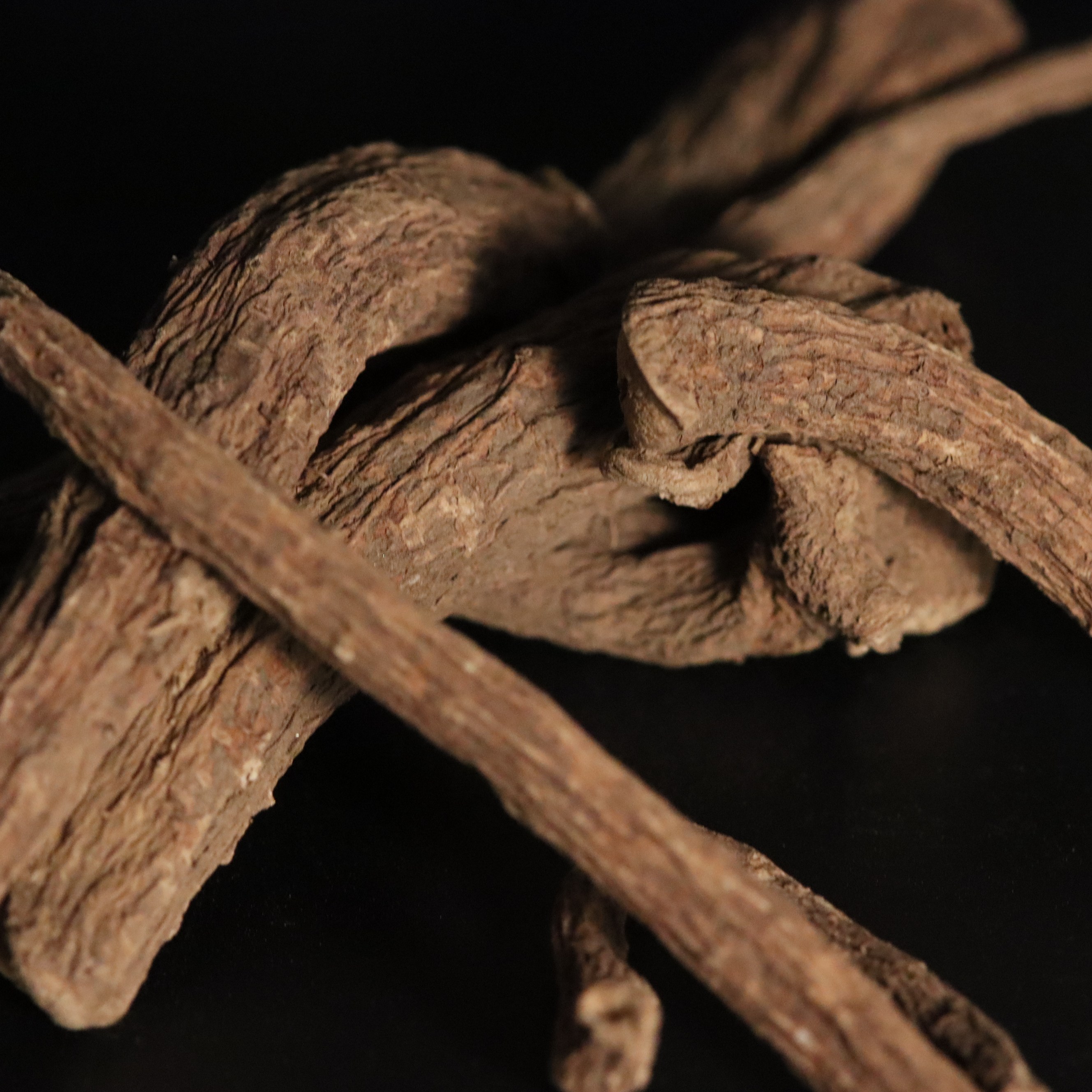 植物炼金术 土木香 elecampane欧洲传统香料魔药