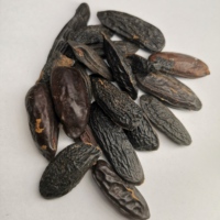 植物煉金術(shù) 零陵香豆  通卡豆黑香豆香二翅豆