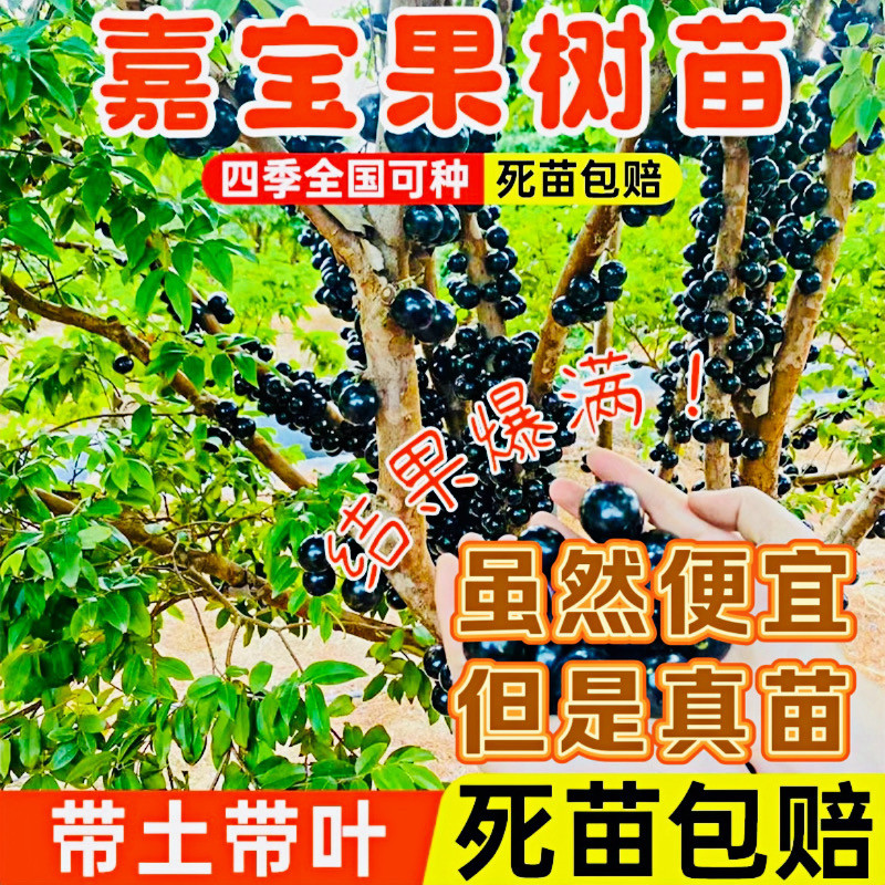 新品种艾斯卡嘉宝果树苗树葡萄苗四季早生南北方种植当年结果盆栽