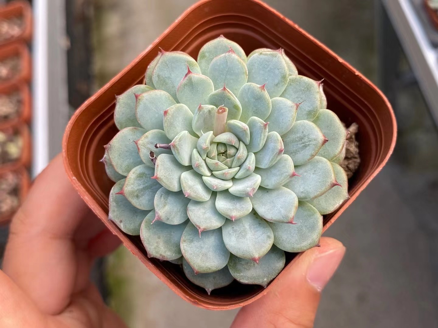 多肉植物  白姬莲5cm