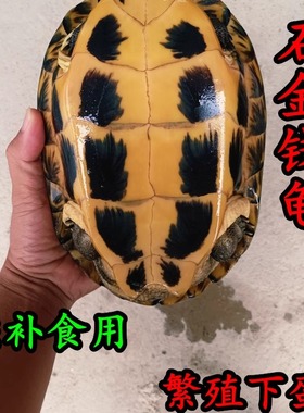 外塘煲汤石金钱大龟 纯种招财龟 下蛋龟食用石金钱肉龟纯种南石龟