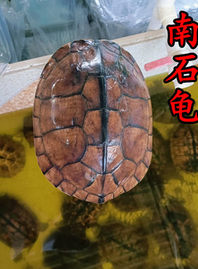 外塘老南石煲汤肉龟食用繁殖大龟