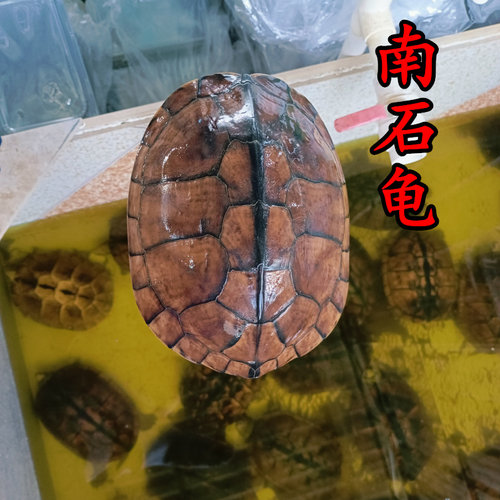 外塘老南石煲汤肉龟食用繁殖大龟