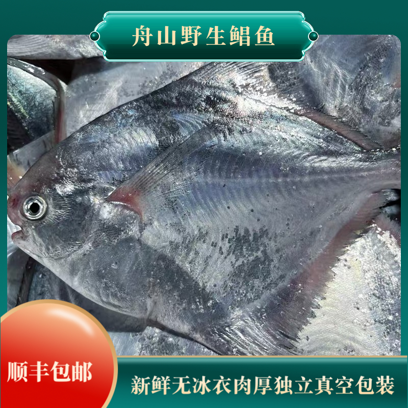 【按条卖】舟山东海新鲜野生海捕鲳鱼流网鲳白磷鲳鱼海鲳鱼当季