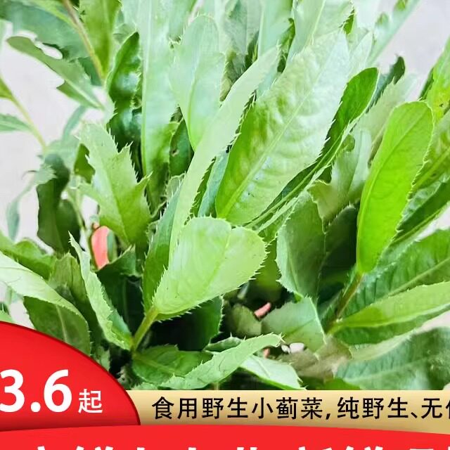 鲜七七菜刺儿菜新鲜现挖包邮