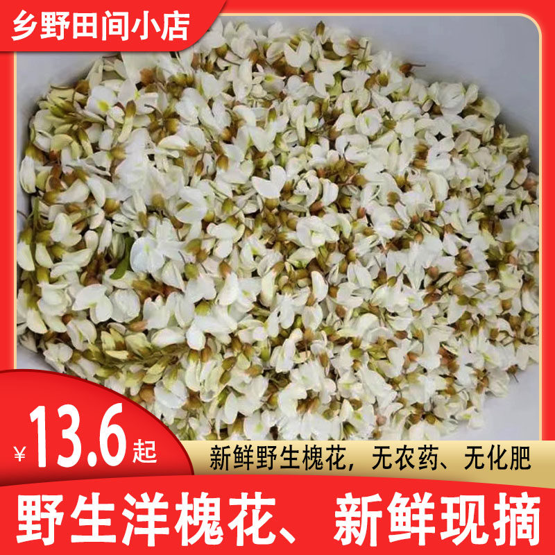 槐花野生新鲜洋槐花新鲜现摘槐花山东槐花产地直销包邮