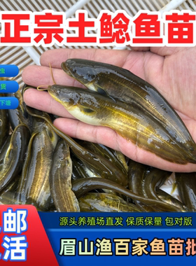 本地土鲶鱼苗河鲶小口鲶淡水鱼