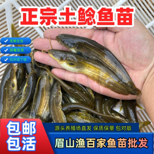 本地土鲶鱼苗河鲶小口鲶淡水鱼