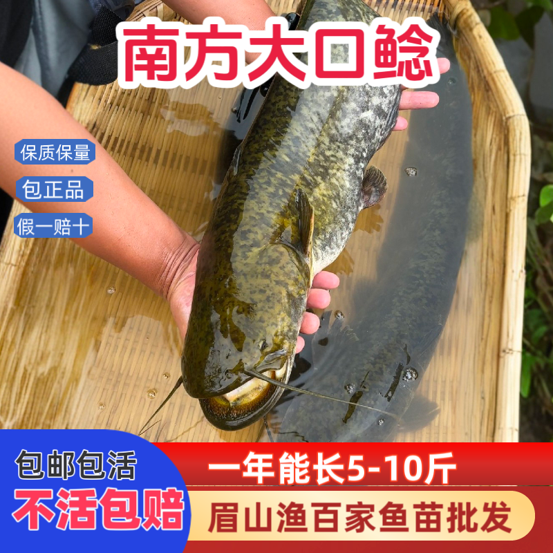 正宗南方大口鲶鱼苗野杂鱼克星凶猛淡水鱼养殖鲜活二须鲶鱼苗批发