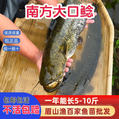 正宗南方大口鲶鱼苗二须鲶鱼批发