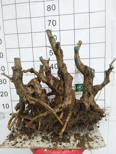 对节白蜡老熟桩小树苗矮霸盆景文人舍利悬崖陵水雀梅黄栌绿植盆栽