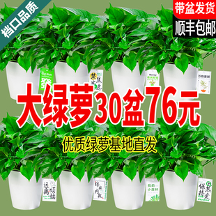 新房绿萝盆栽室内植物净化空气绿植客厅大叶长藤绿箩好养花卉吊兰
