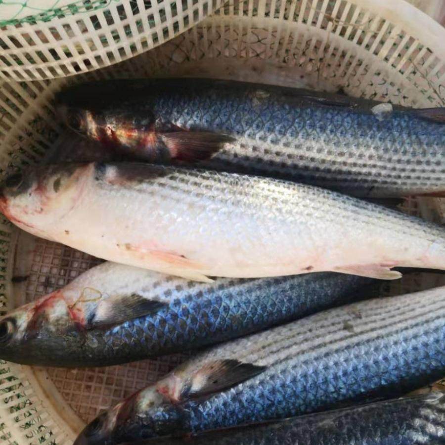 海杂鱼新鲜海梭鱼黄海梭鱼海鱼海鲜冷冻水产红眼梭子鱼5斤包邮