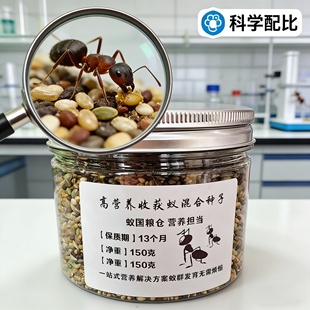 蚂蚁食物五谷蚂蚁粮食收获蚁种子高营养的食物收获蚁收获蚁种子
