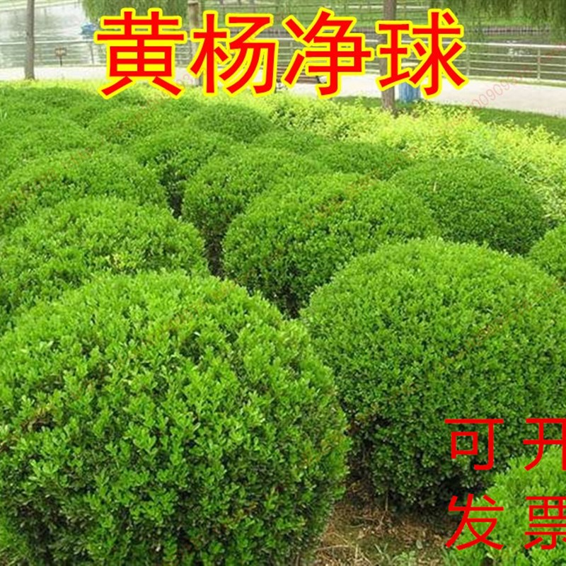 特大小叶黄杨球苗花箱栽植黄杨球瓜子黄杨篱笆苗庭院绿化四季长青
