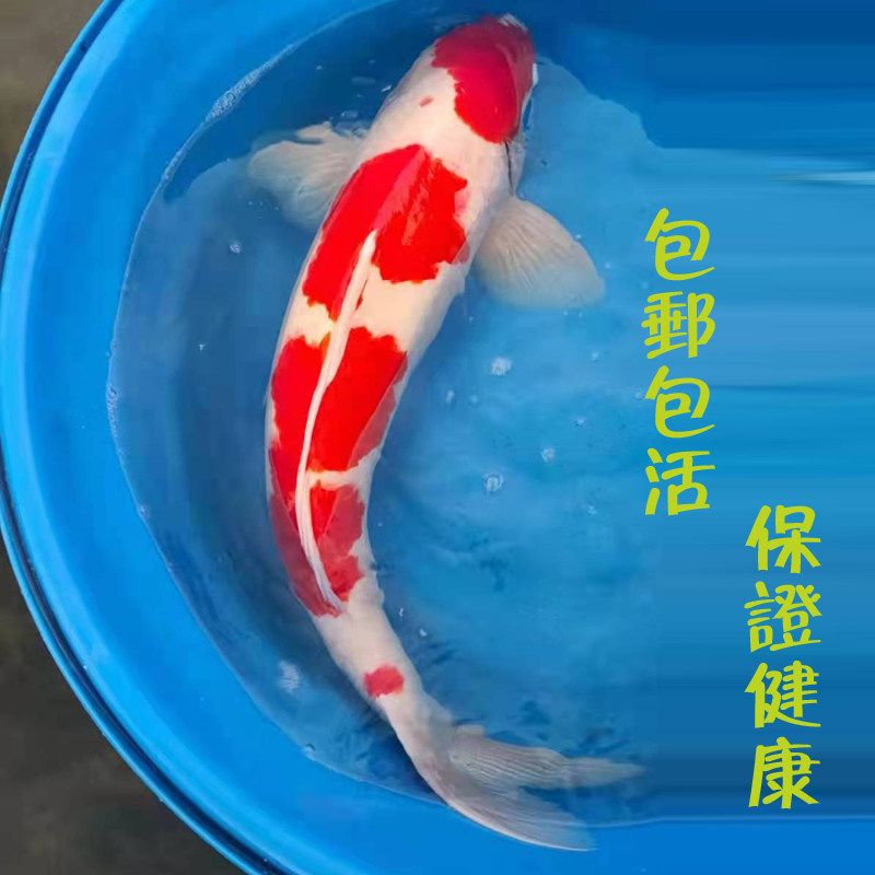 纯种锦鲤鱼活鱼观赏鱼