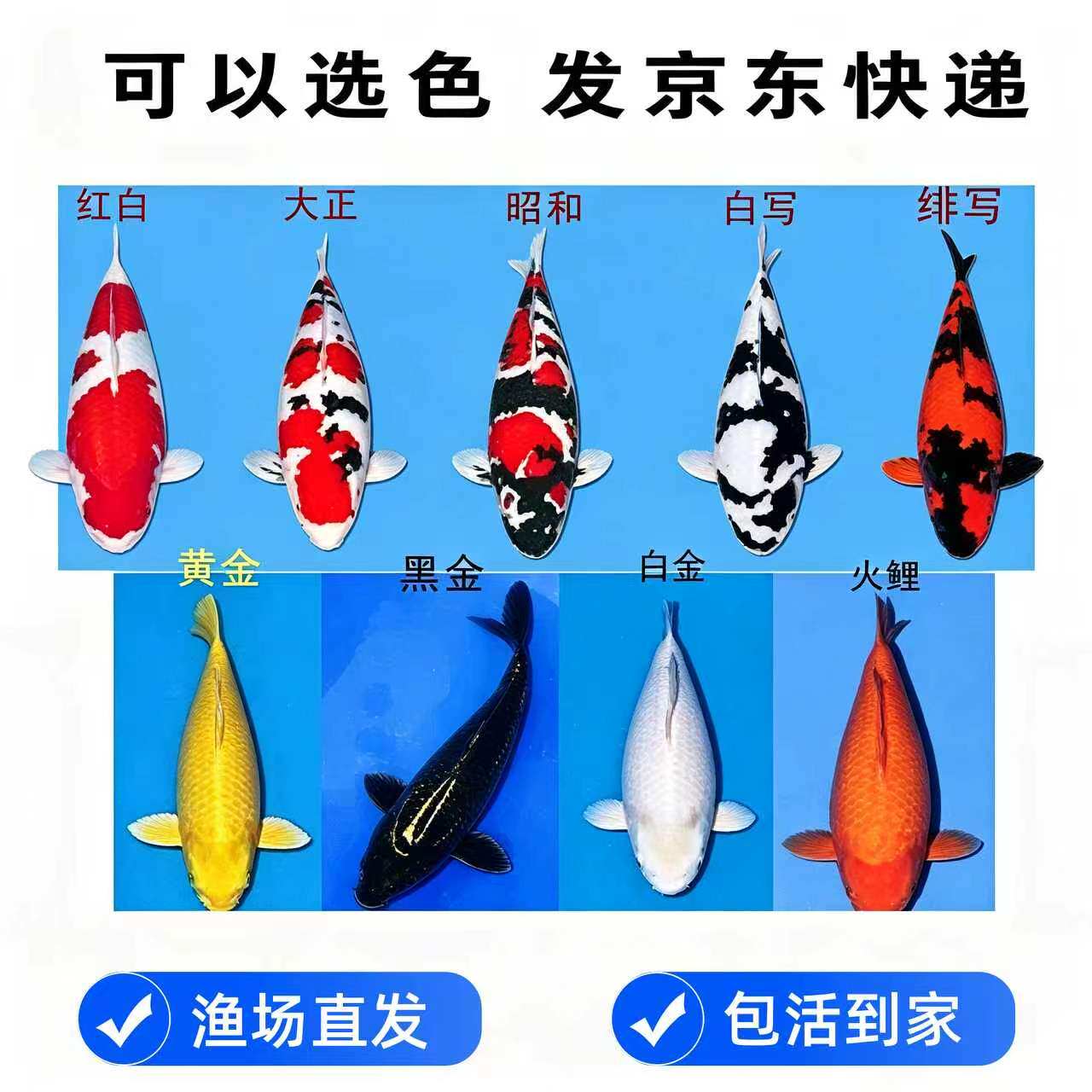 招财黄金白金黑金火鲤红白锦鲤