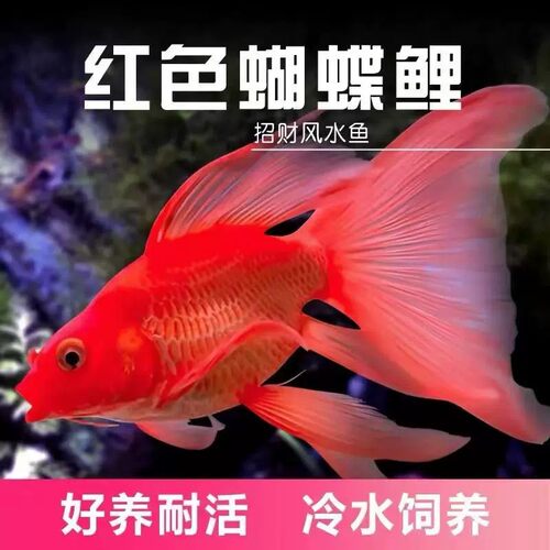 台湾红蝶蝴蝶鲤球体短身观赏鱼