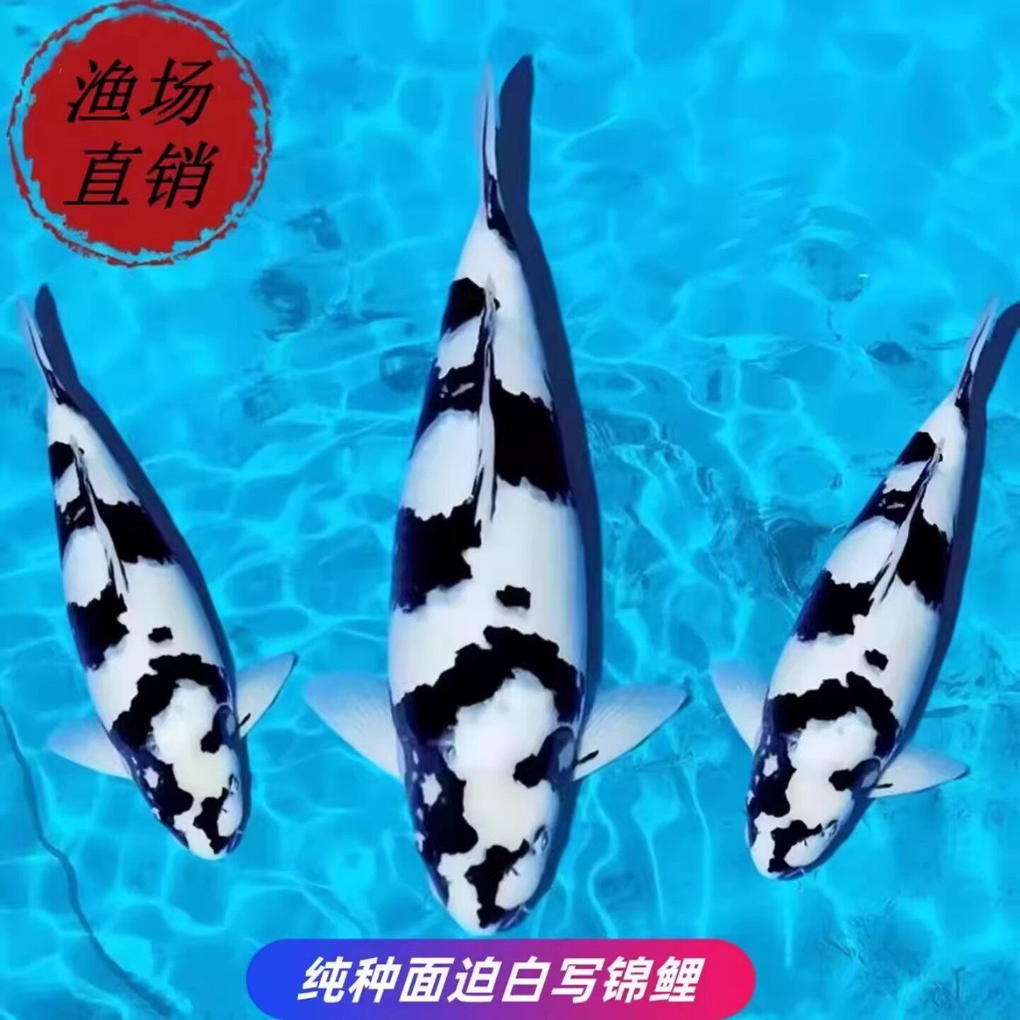 日本进口纯种黑白锦鲤活鱼大型白写昭和三色淡水冷水好养活观赏鱼